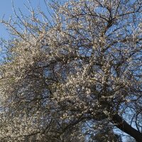 Zoete kers (Prunus avium subsp. avium) zaden