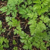 Knolribzaad (Chaerophyllum bulbosum) zaden