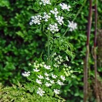 Knolribzaad (Chaerophyllum bulbosum) zaden