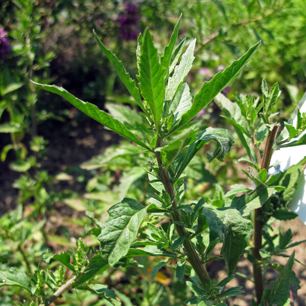 Welriekende ganzenvoet (Chenopodium ambrosioides) zaden