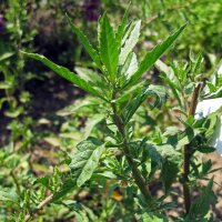 Welriekende ganzenvoet (Chenopodium ambrosioides) zaden