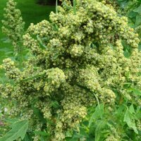 Quinoa (Chenopodium quinoa) zaden