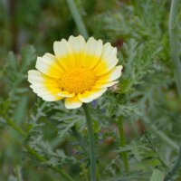 Eetbare chrysant (Chrysanthemum coronarium) zaden