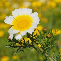 Eetbare chrysant (Chrysanthemum coronarium) zaden