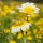 Eetbare chrysant (Chrysanthemum coronarium) zaden