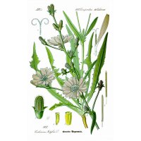 Brusselse witlof (Cichorium intybus) zaden