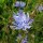 Brusselse witlof (Cichorium intybus) zaden