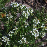 Echt lepelblad (Cochlearia officinalis) zaden