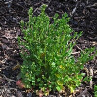 Echt lepelblad (Cochlearia officinalis) zaden