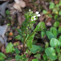 Echt lepelblad (Cochlearia officinalis) zaden