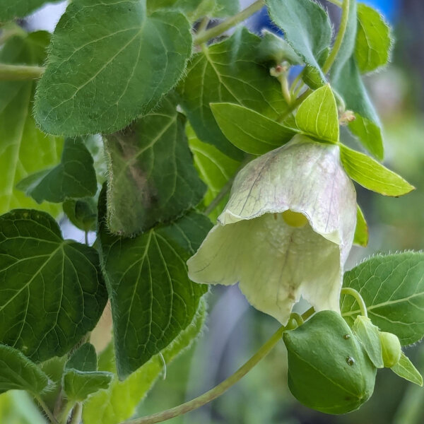 Dang Shen (Codonopsis pilosula) zaden