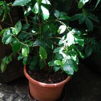 Bergkaffee (Coffea arabica) Samen