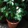 Bergkaffee (Coffea arabica) Samen