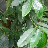 Robusta koffie (Coffea canephora) zaden
