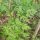 Hemlock (Conium maculatum) zaden