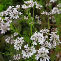 Koriander / bladkoriander (Coriandrum sativum) zaden