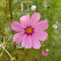 Cosmea (Cosmos bipinnatus) zaden