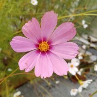 Cosmea (Cosmos bipinnatus) zaden