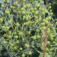 Zeekool (Crambe maritima) zaden