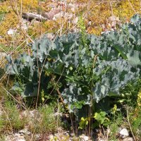 Zeekool (Crambe maritima) zaden