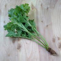 Tataarse zeekool (Crambe tataria) zaden