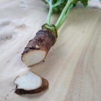Tataarse zeekool (Crambe tataria) zaden