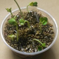 Tataarse zeekool (Crambe tataria) zaden