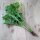 Tataarse zeekool (Crambe tataria) zaden