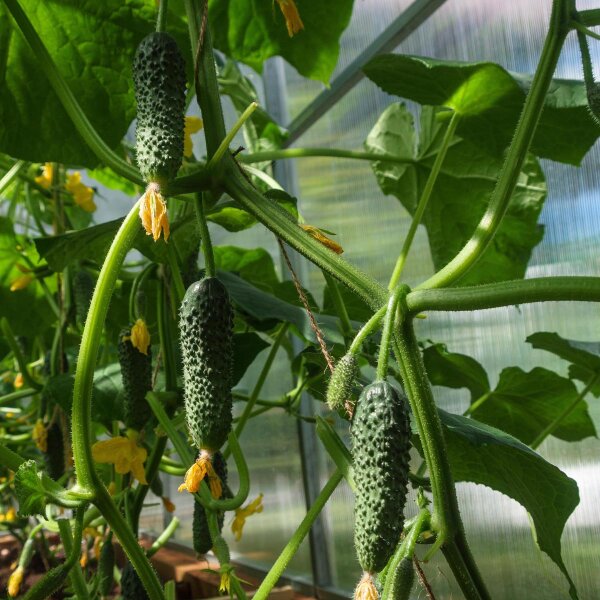 Cornichons (Cucumis sativus) zaden