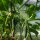 Cornichons (Cucumis sativus) zaden