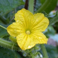 Komkommer Chinese slangen (Cucumis sativus) zaden