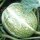 Siamese pompoen / Vijgenblad pompoen (Cucurbita ficifolia) zaden