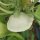 Witte Patisson  / witte pompoen  Custard White (Cucurbita pepo) zaden
