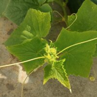 Witte komkommer White Wonder (Cucumis sativus) zaden