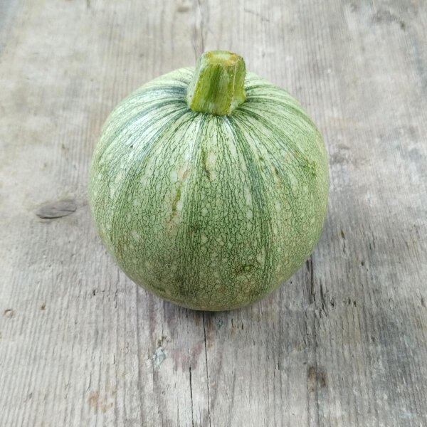 Rondini pompoen Tondo di Nizza (Cucurbita pepo) zaden