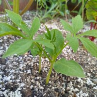 Achocha / Caigua / eekhoorn pompoen (Cyclanthera pedata)...