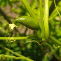 Achocha / Caigua / eekhoorn pompoen (Cyclanthera pedata) zaden