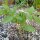 Achocha / Caigua / eekhoorn pompoen (Cyclanthera pedata) zaden