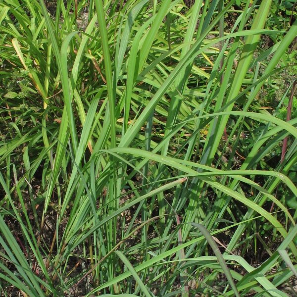Oost-Indisch citroengras / citroengras (Cymbopogon flexuosus) zaden