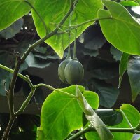 Tamarillo / Boomtomaat (Solanum betaceum) zaden