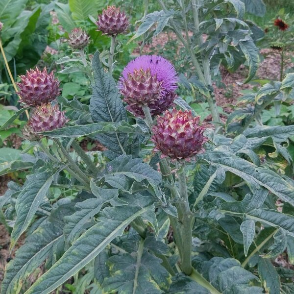 Cardy / Spaanse Artisjok (Cynara cardunculus) zaden