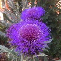 Cardy / Spaanse Artisjok (Cynara cardunculus) zaden