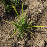 Knolcyperus / Chufa (Cyperus esculentus var. sativus) zaden