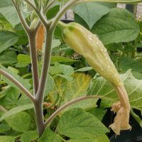 Toloache (Datura inoxia) zaden