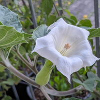 Toloache (Datura inoxia) zaden