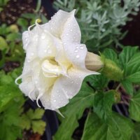 Datura metel (Datura metel) zaden