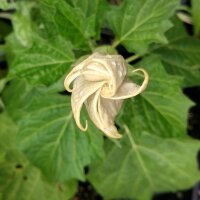 Datura metel (Datura metel) zaden