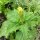 Datura metel (Datura metel) zaden