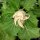 Datura metel (Datura metel) zaden