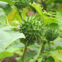 Doornappel (Datura stramonium) zaden